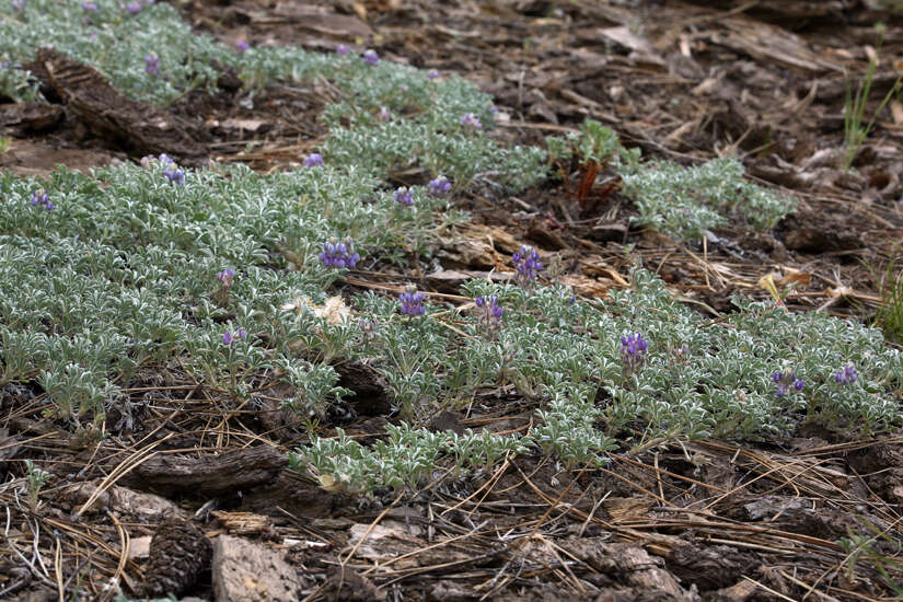 Image de Lupinus breweri var. breweri