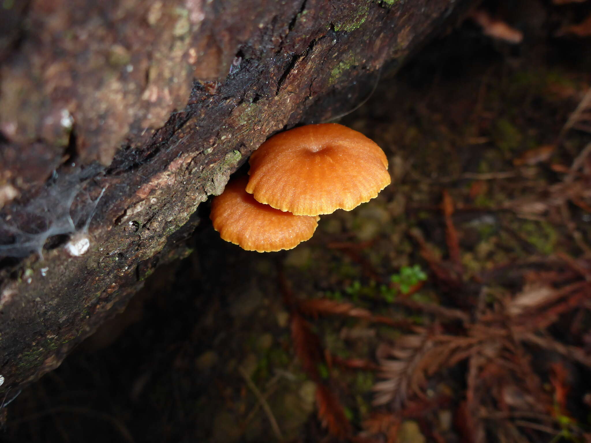 Слика од Xeromphalina campanella (Batsch) Kühner & Maire 1934