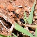 Image of Camponotus subnitidus famelicus Emery 1887