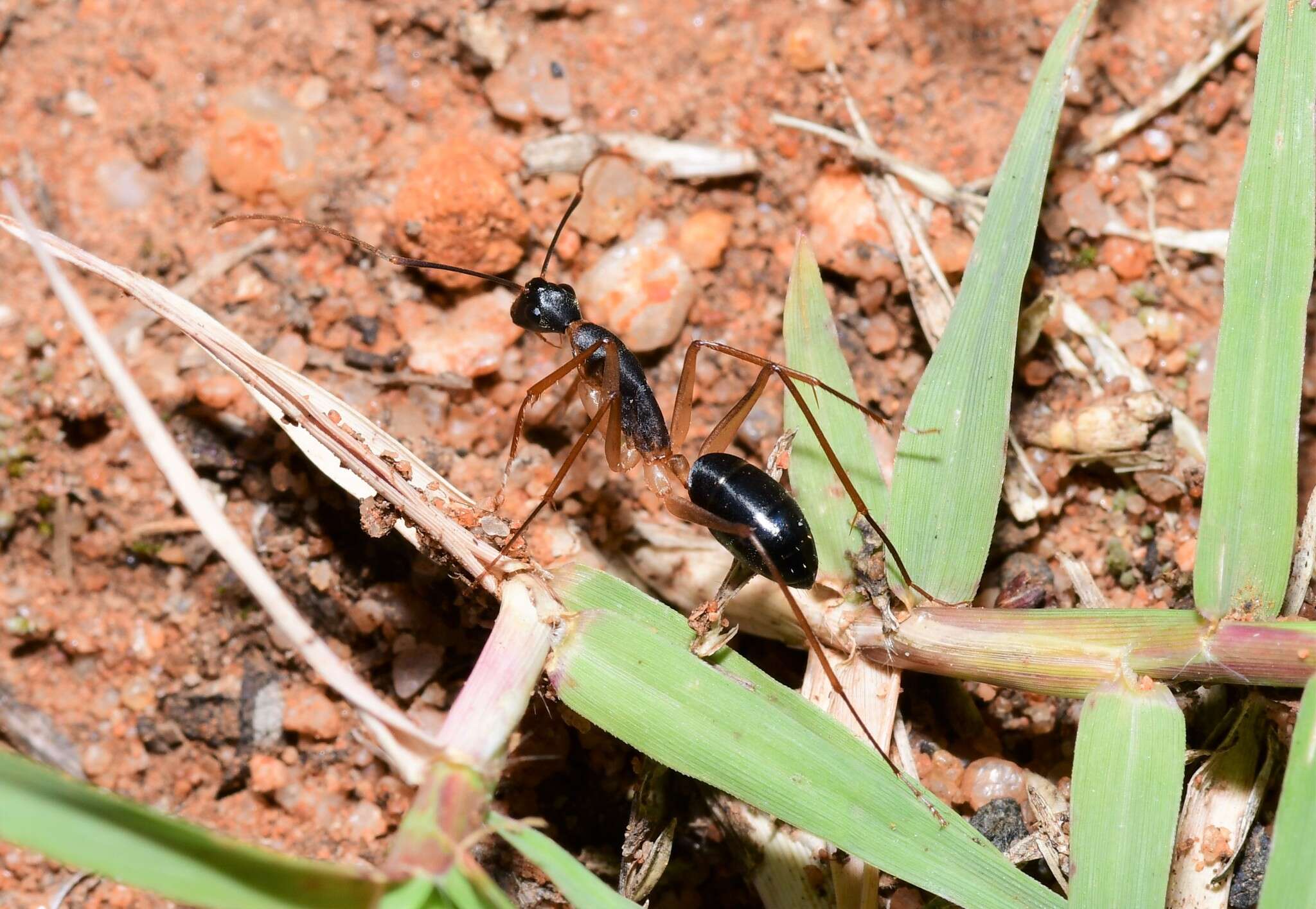 Plancia ëd Camponotus subnitidus famelicus Emery 1887