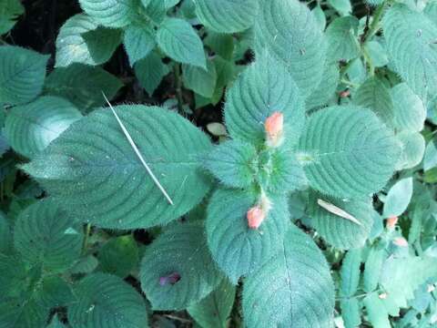 Imagem de Besleria riparia C. V. Morton