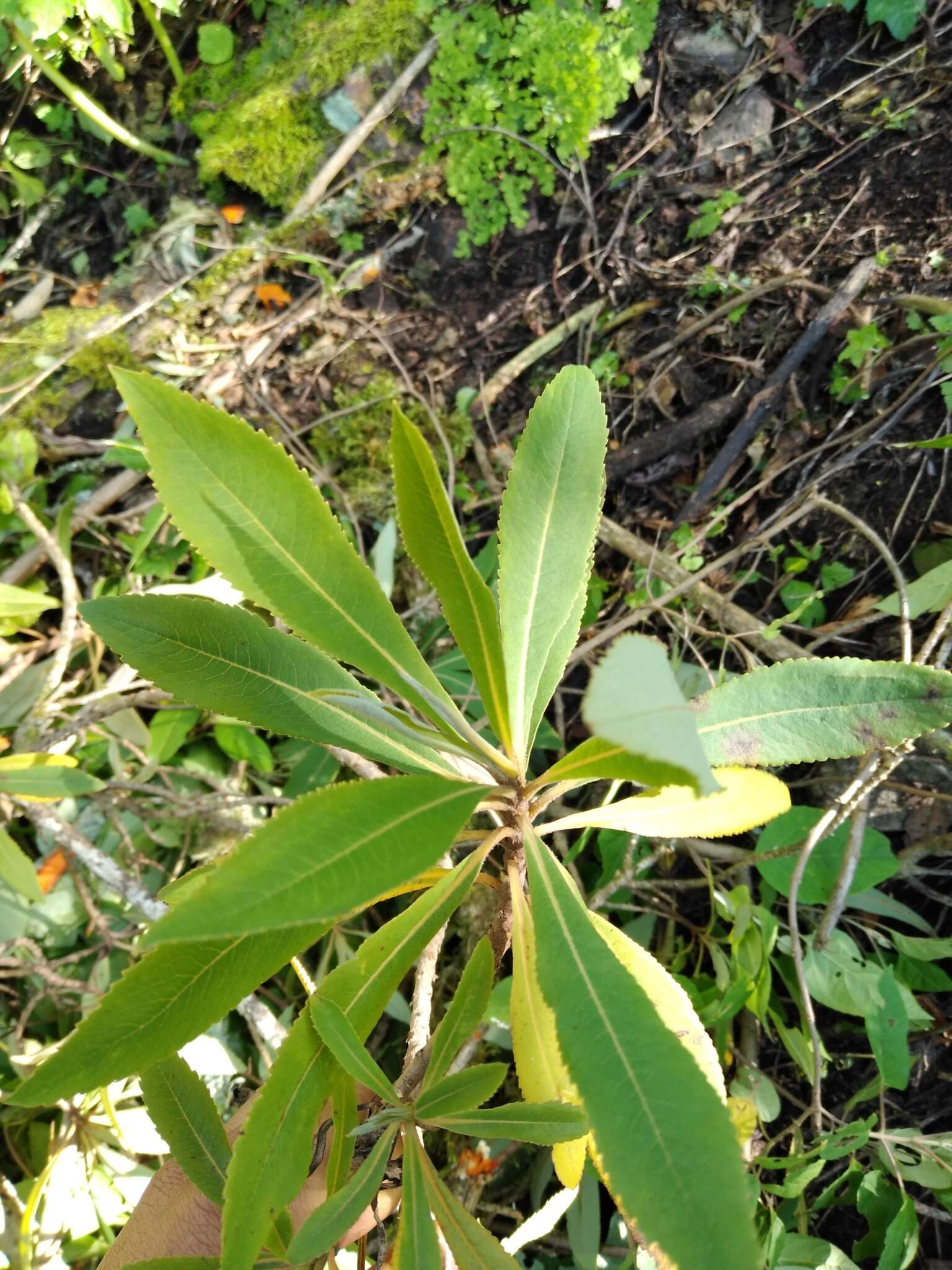 Image of Bocconia hintoniorum B. L. Turner