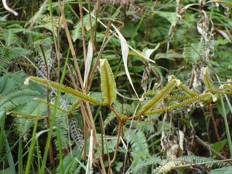 Image of Clothed Umbrella Fern