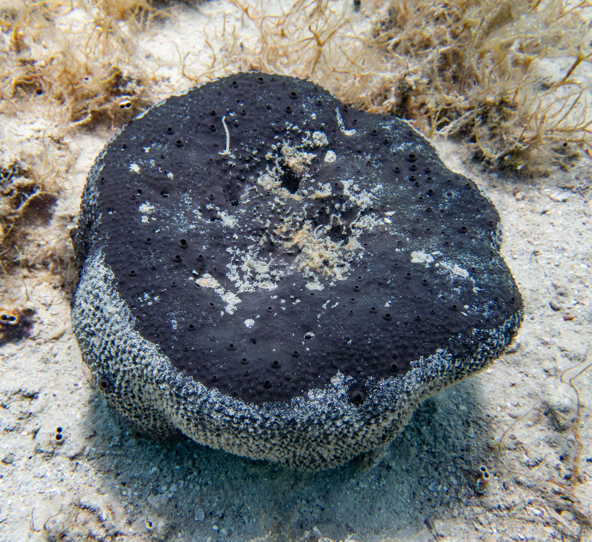 Image of black leather sponge