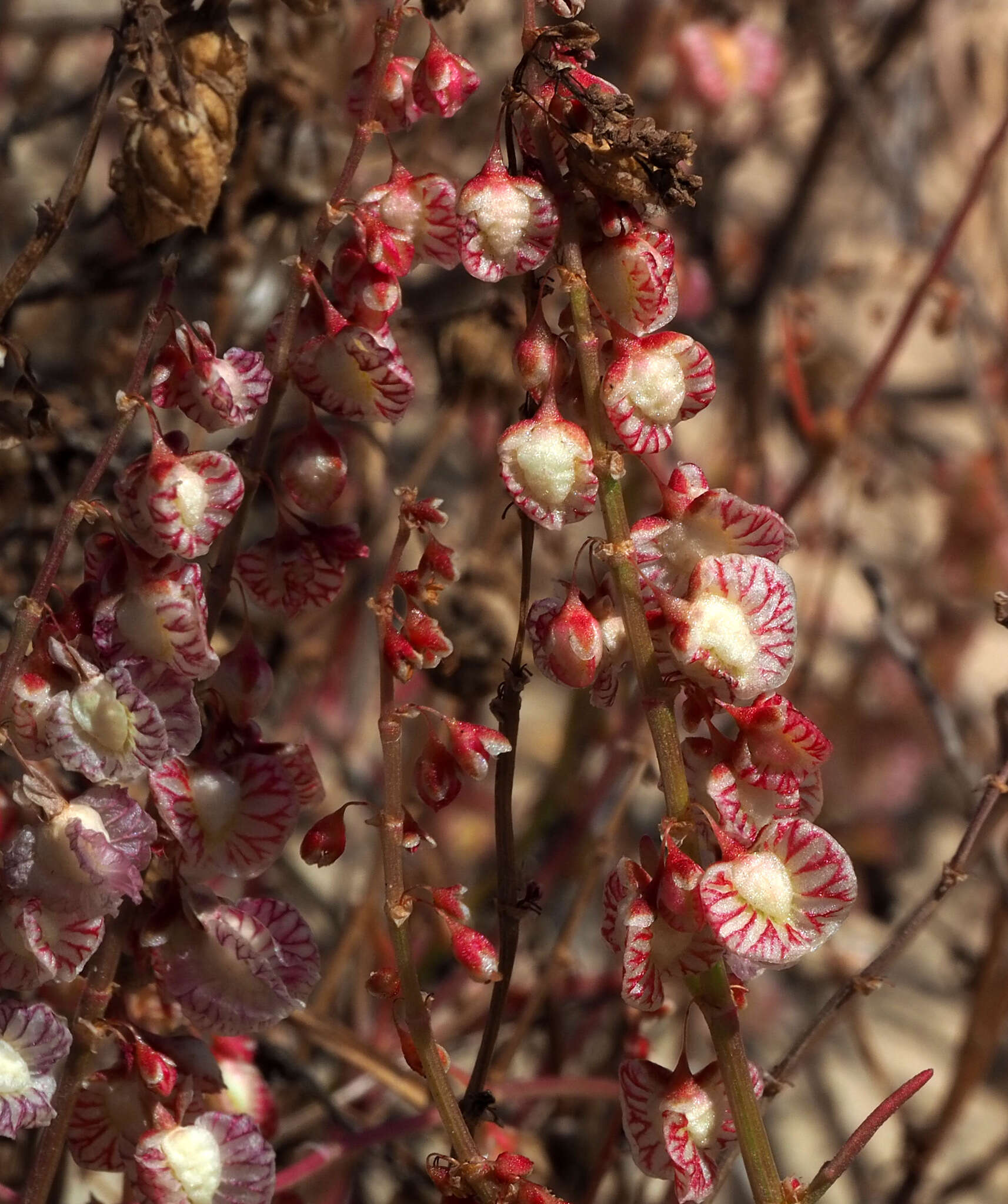 Rumex pictus Forsskál的圖片