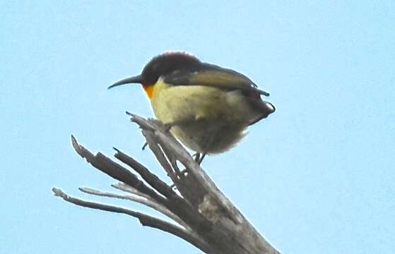 Image of Orange-breasted Myzomela