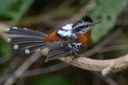 Image of Ferruginous Antbird