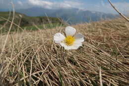 Image of Ranunculus pyrenaeus L.