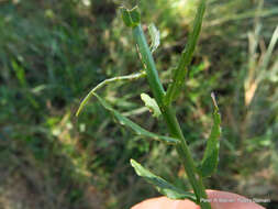 Image of Wahlenbergia krebsii subsp. krebsii