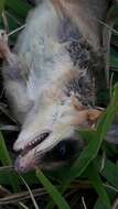 Image of Agile Gracile Mouse Opossum