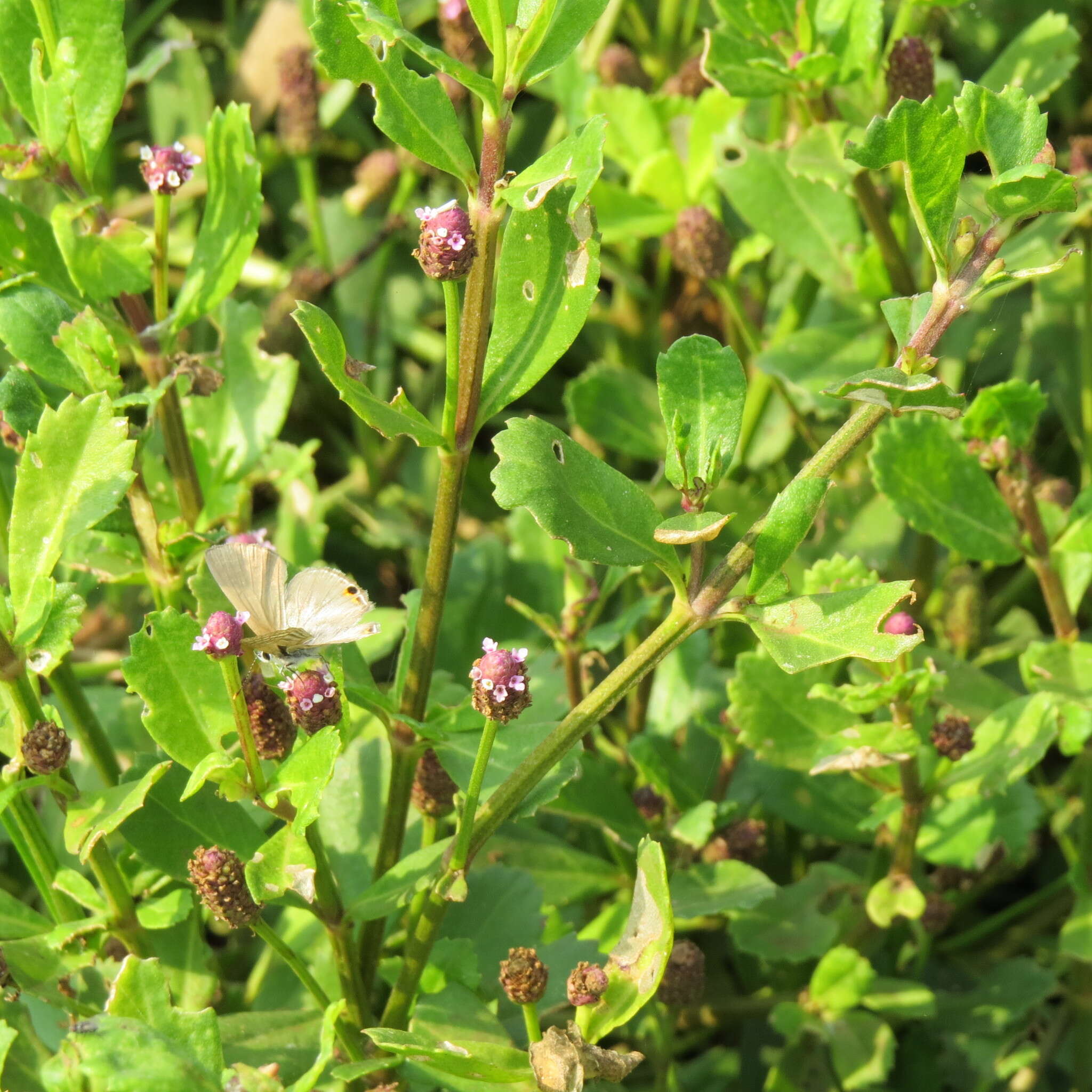 Image of Phyla nodiflora var. nodiflora