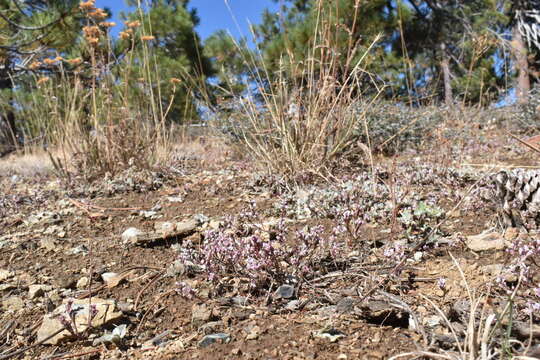 Image of California knotweed