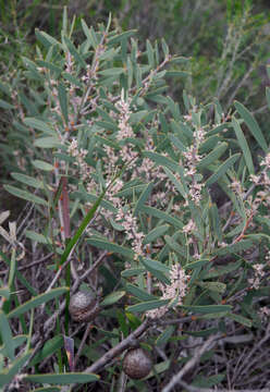 Image of Hakea incrassata R. Br.