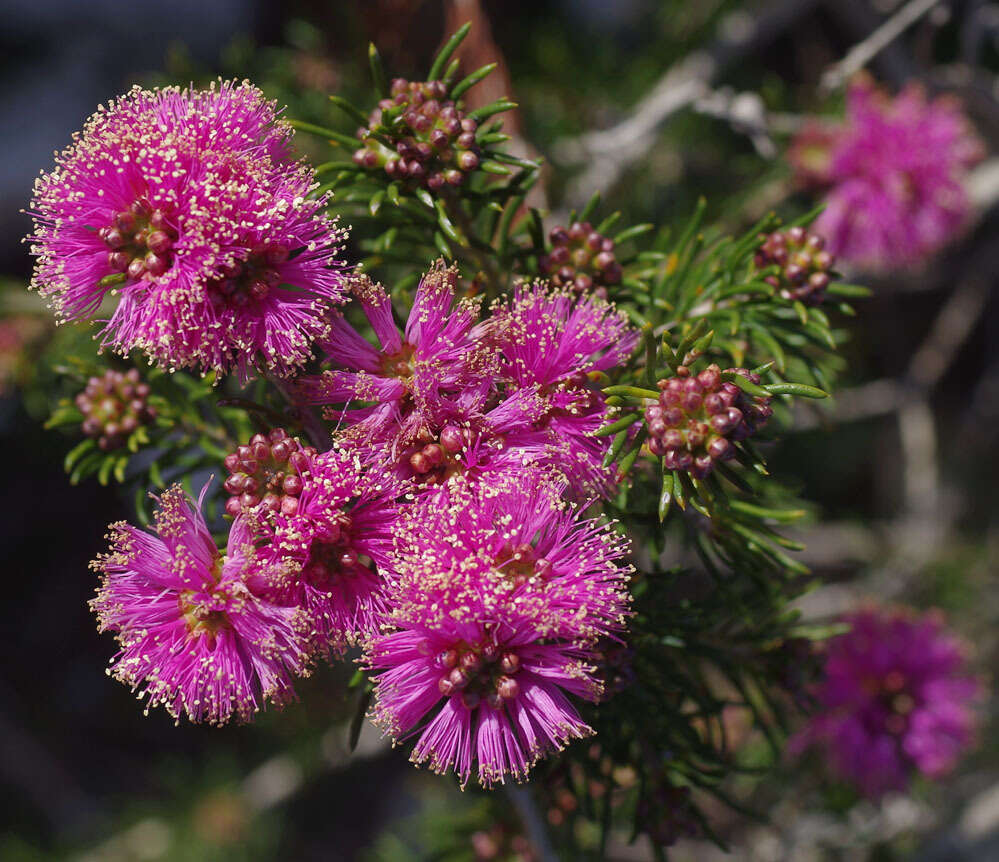 Image de Melaleuca parviceps Lindl.