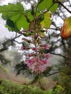 Imagem de Ribes sanguineum var. glutinosum (Benth.) Loud.