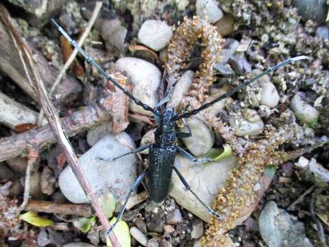 Image of capricorn beetle