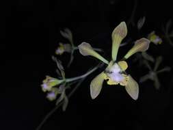 Image of Encyclia alata subsp. parviflora (Regel) Dressler & G. E. Pollard