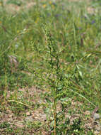 Image of Rumex pulcher subsp. woodsii (De Not.) Arcangeli