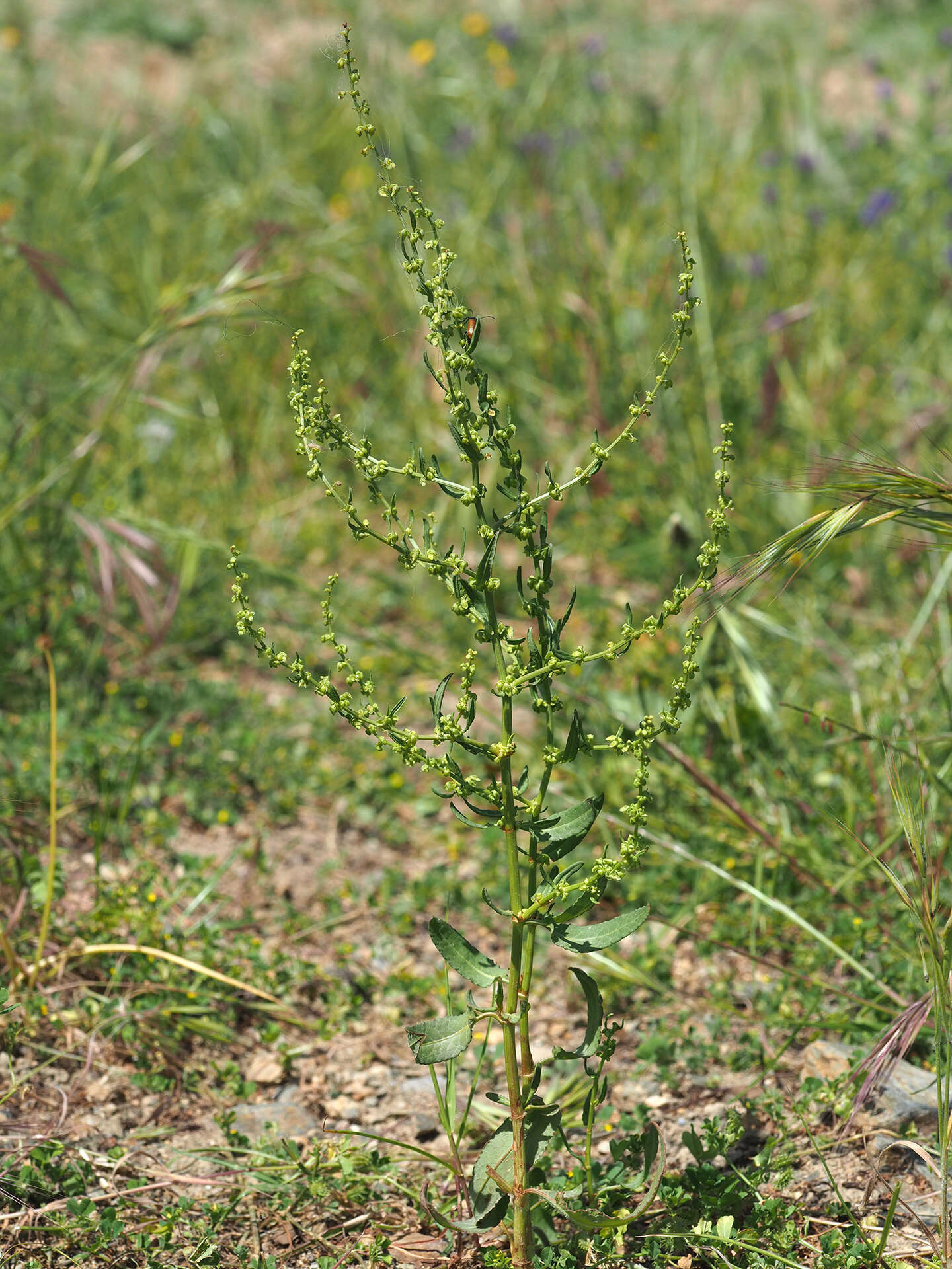 Image of Rumex pulcher subsp. woodsii (De Not.) Arcangeli