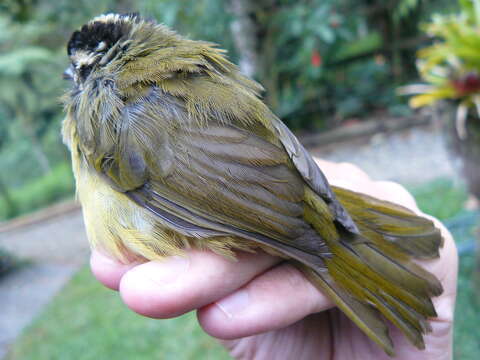 Image of Three-striped Warbler