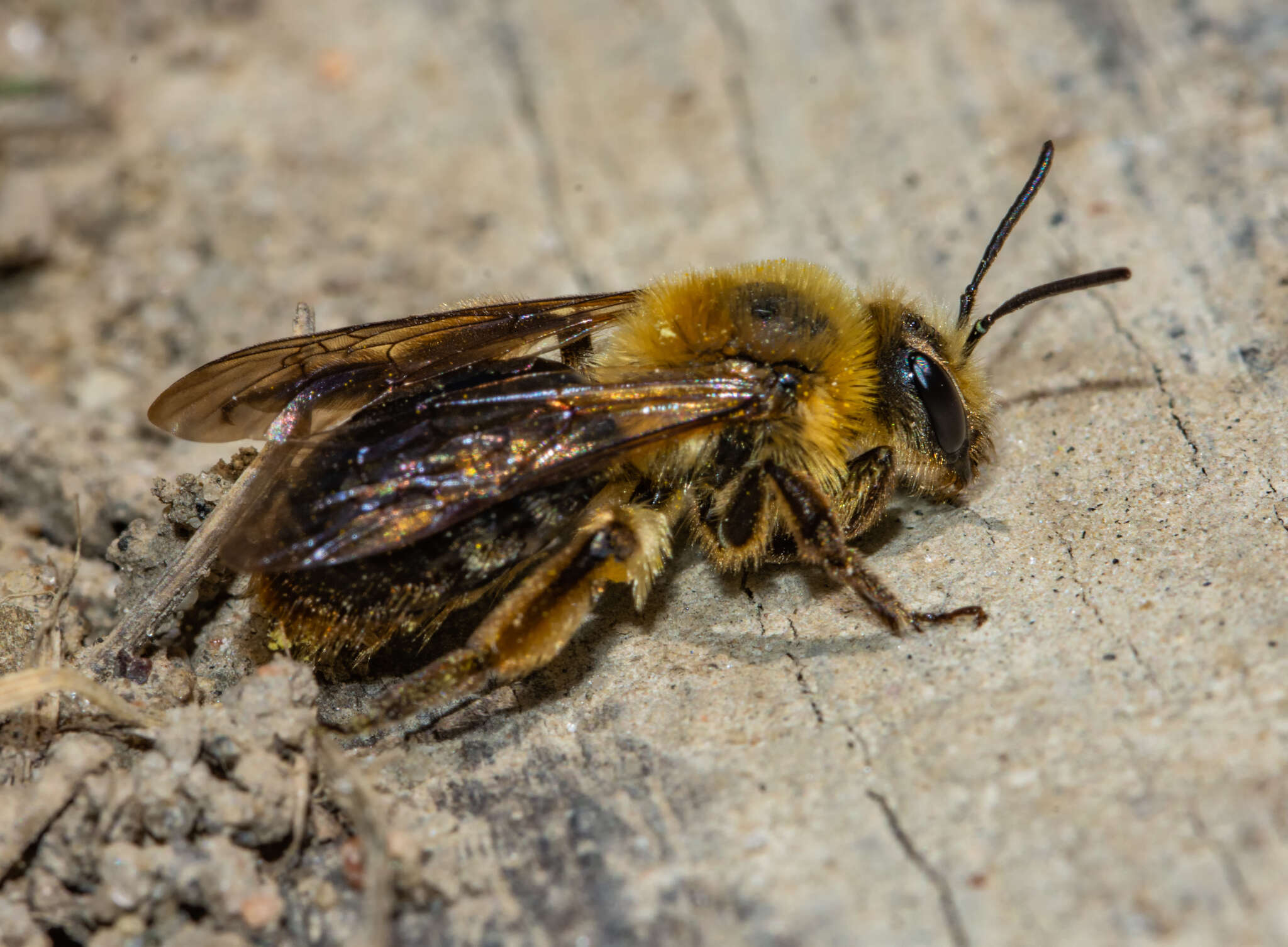 Image of Andrena dunningi Cockerell 1898