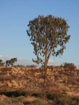 Image of Desert oak