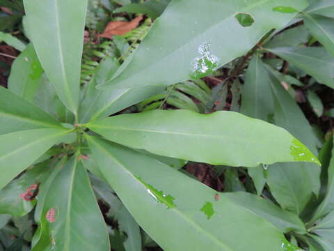 صورة Machilus japonica var. kusanoi (Hayata) J. C. Liao