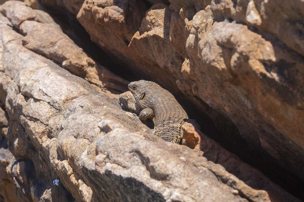 Image of Gidgee Skink