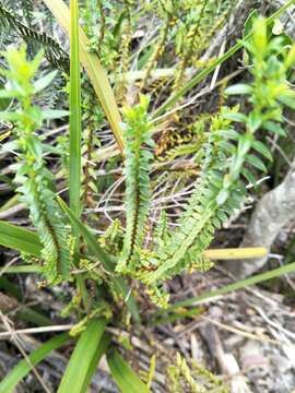 Image of Veronica formosa R. Br.