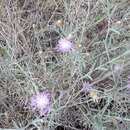 Sivun Centaurea leucophaea Jord. kuva