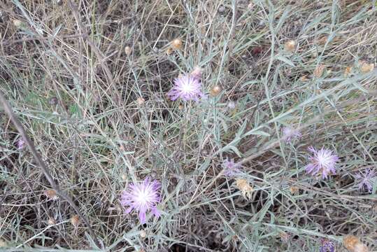 Слика од Centaurea leucophaea Jord.