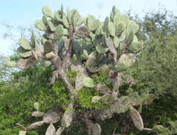 Image of Opuntia quimilo K. Schum.