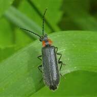 Image de <i>Rhagonycha lineola</i>