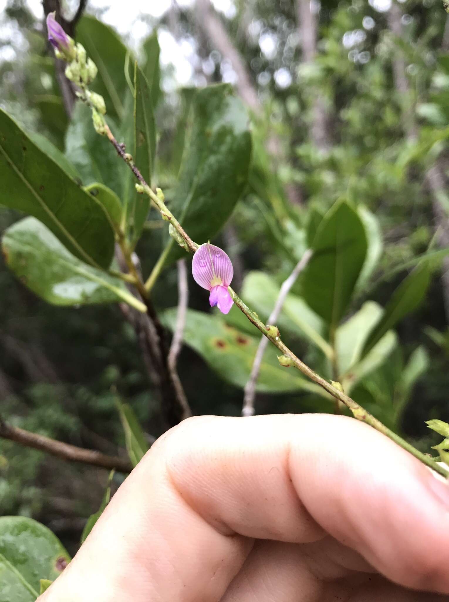 Image of Florida hammock milkpea