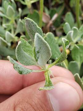 Imagem de Eriogonum umbellatum var. furcosum J. L. Reveal