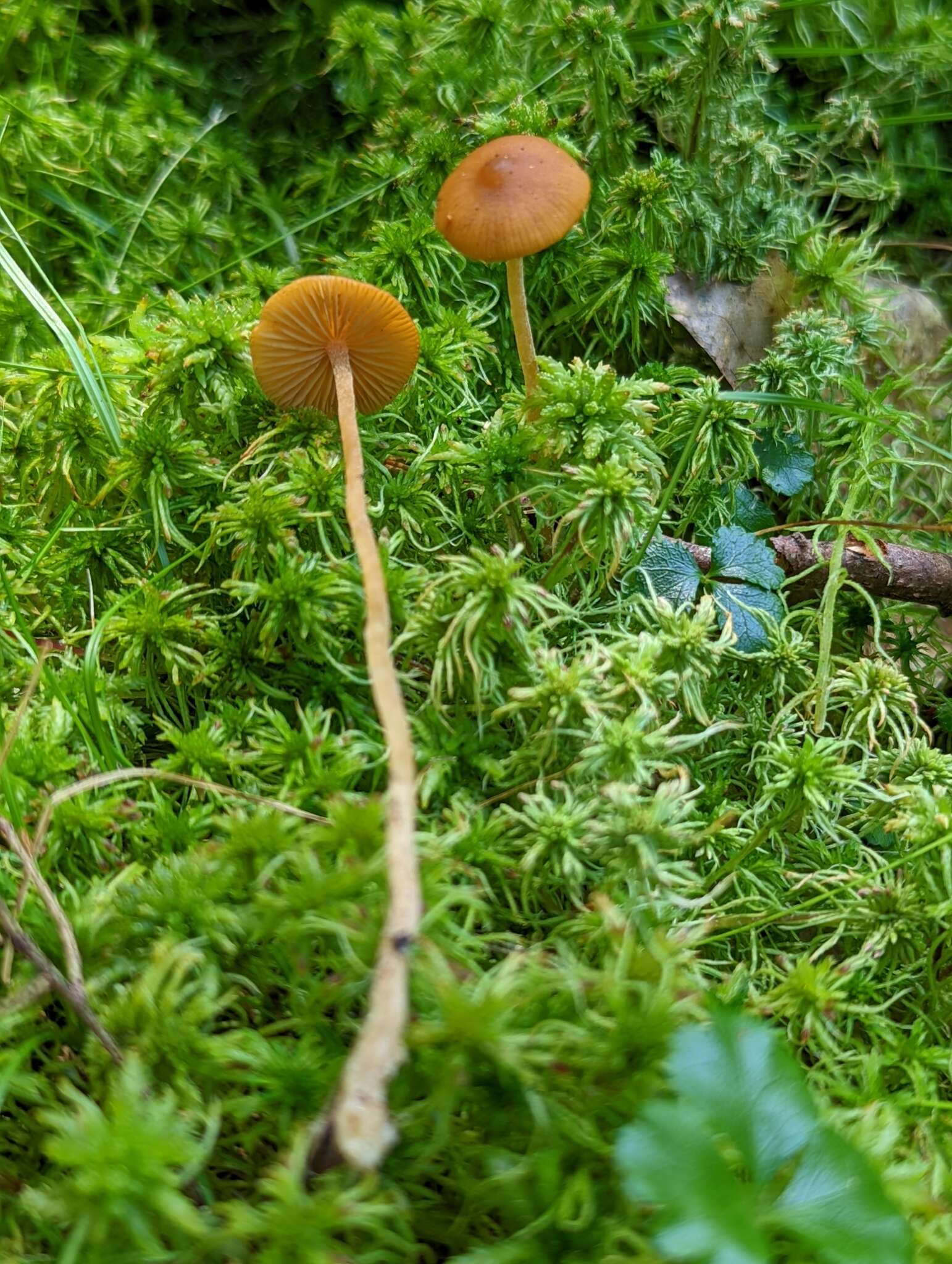 Image of Galerina hybrida Kühner 1935