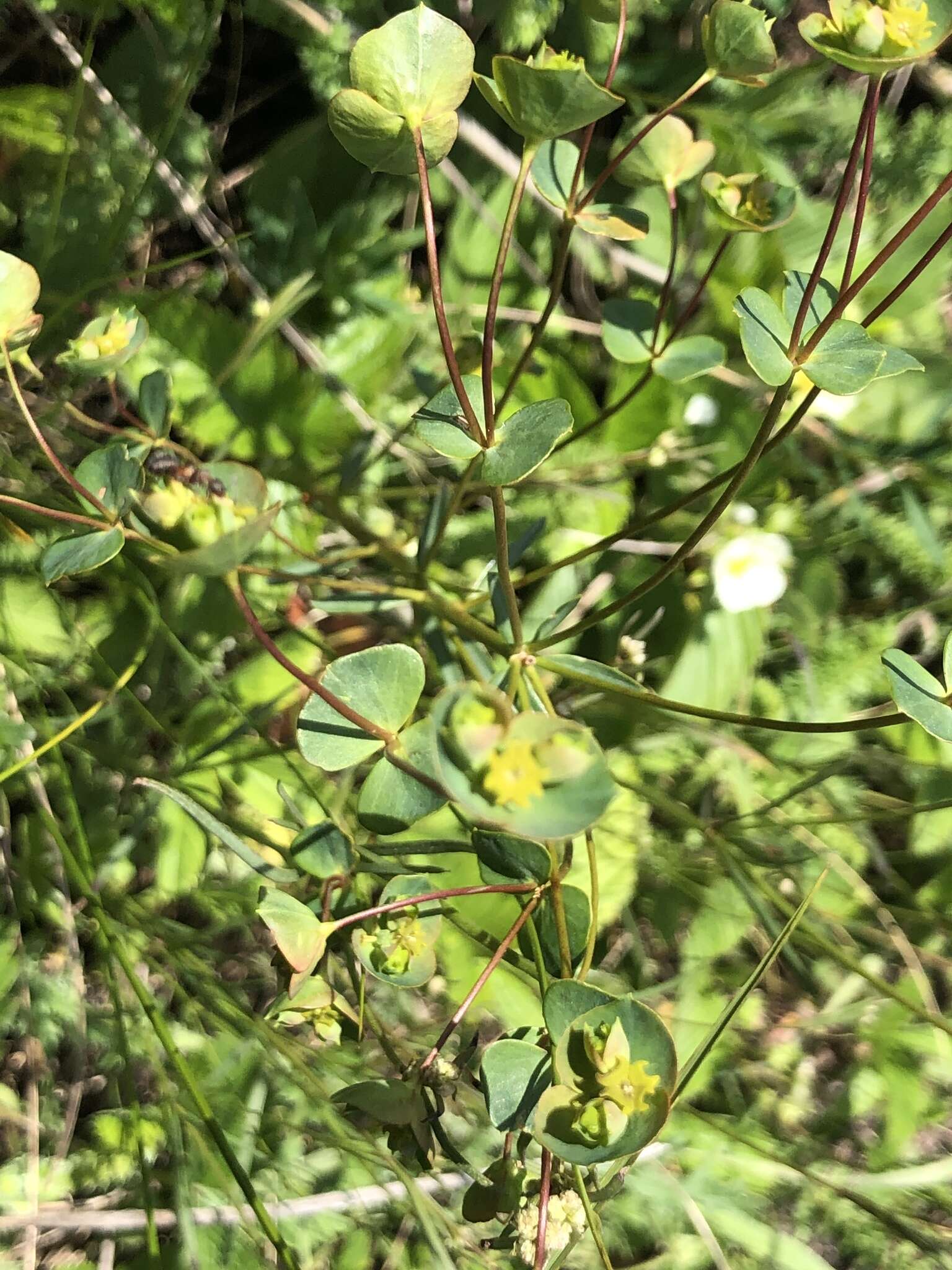 Слика од Euphorbia microcarpa (Prokh.) Krylov