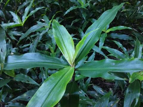 Image de Pollia crispata (R. Br.) Benth.