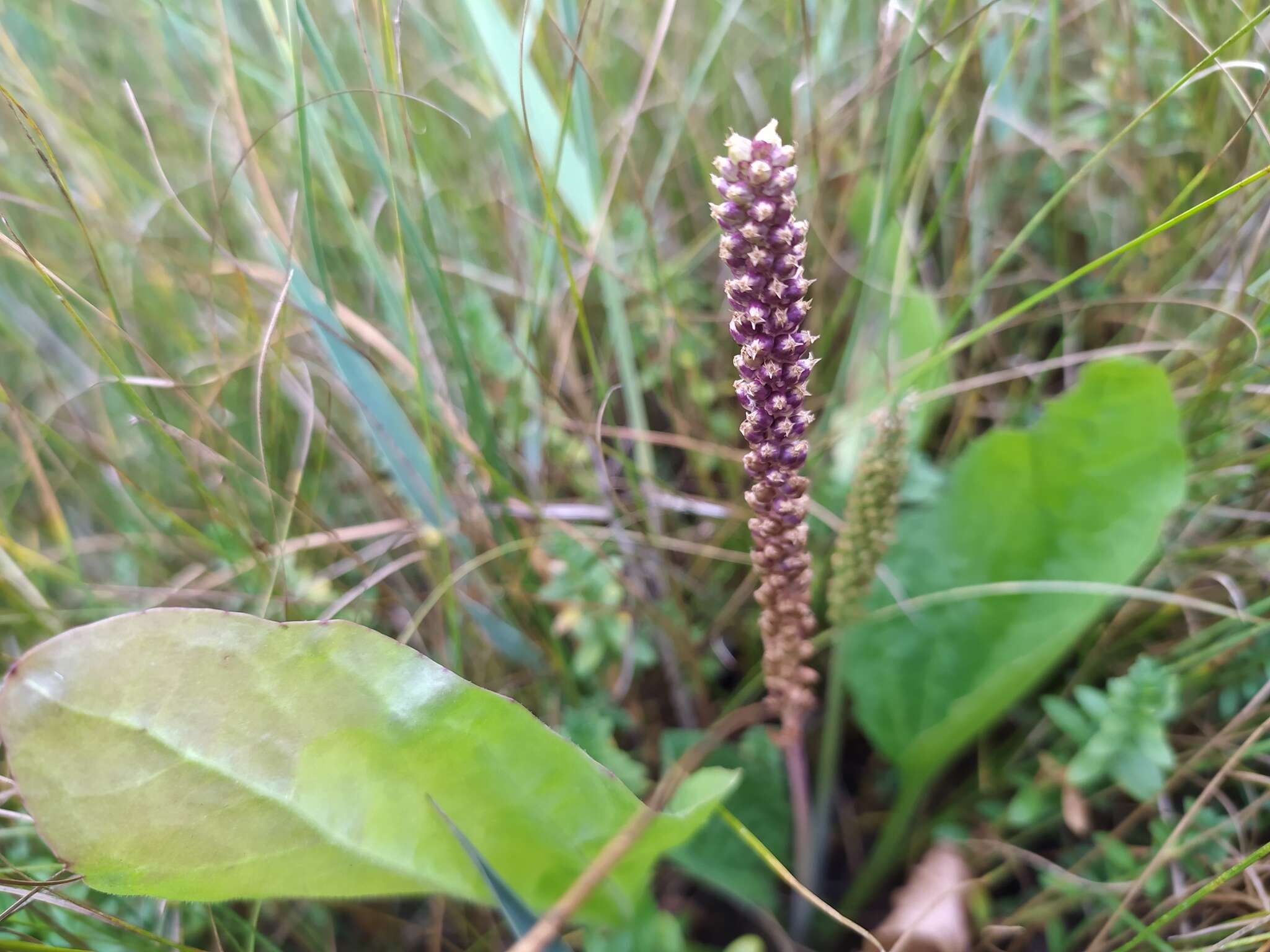 Plantago uliginosa F. W. Schmidt resmi