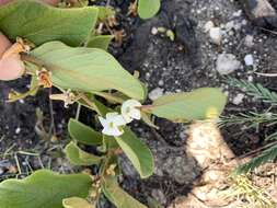 Image of Diospyros galpinii (Hiern) De Winter