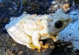 Image of Common Reed Frog