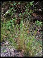 Image of Juncus pauciflorus R. Br.