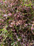 Image of Leucopogon alternifolius R. Br.