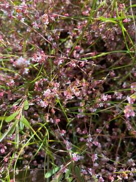 Sivun Leucopogon alternifolius R. Br. kuva