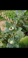 Image of white henbane