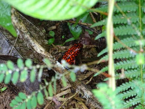 Image of Pichincha poison frog