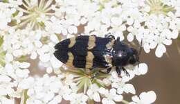 Image of Castiarina rectifasciata (Saunders 1868)