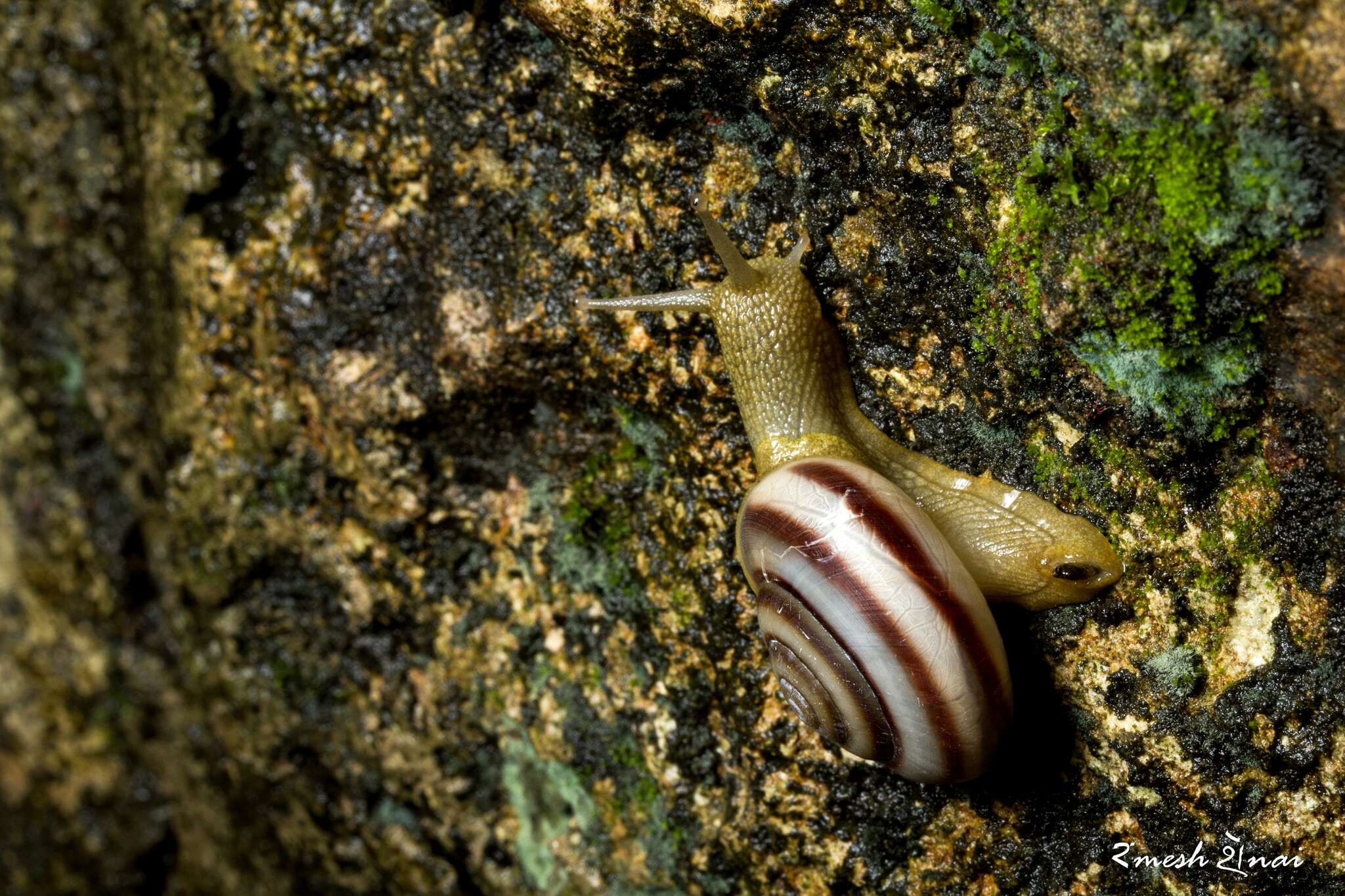 Image of Ariophanta laevipes (Müller 1774)