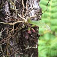 Plancia ëd Drymoanthus adversus (Hook. fil.) Dockrill