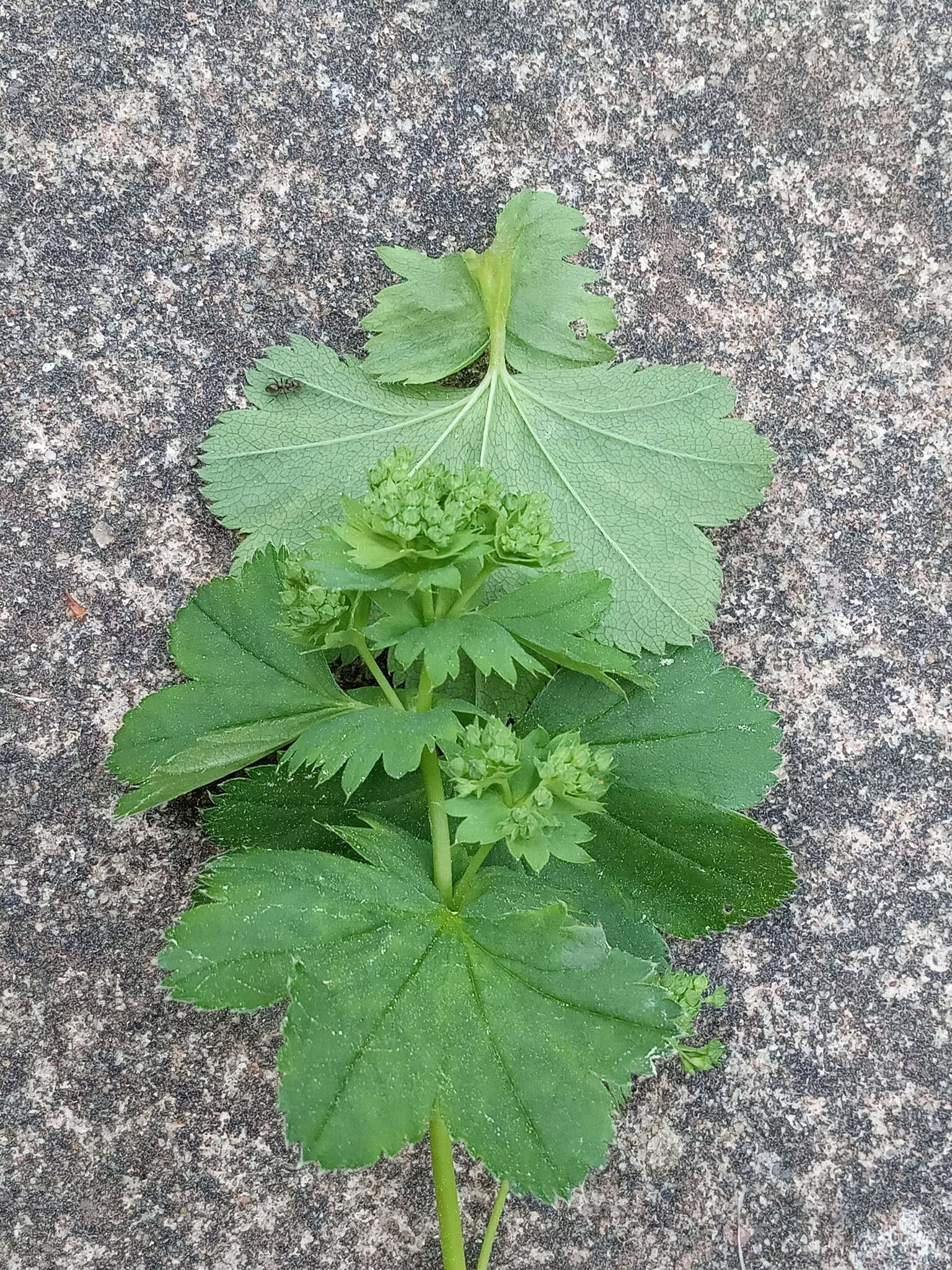 Image of Alchemilla baltica Sam. ex Juz.